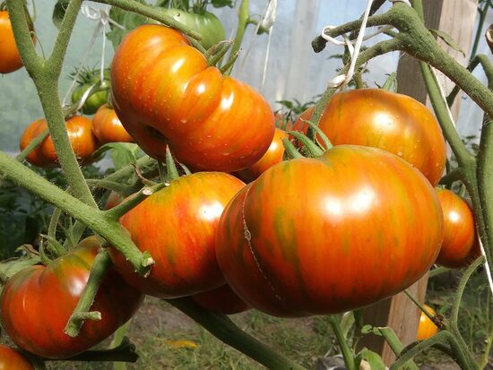 Хиппи зебра